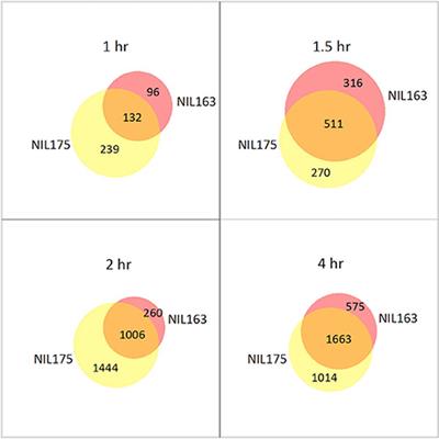 Differential Transcriptional Regulation in Roots of Tomato Near-Isogenic Lines in Response to Rapid-Onset Water Stress